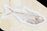 Lot: Cheap, to Green River Fossil Fish - Pieces #81227-2